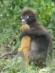 Dusky Langur mother and baby.JPG (120 KB)